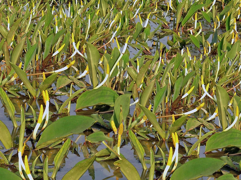Goldkeule - Orontium aquaticum